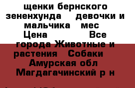 щенки бернского зененхунда. 2 девочки и 2 мальчика(2 мес.) › Цена ­ 22 000 - Все города Животные и растения » Собаки   . Амурская обл.,Магдагачинский р-н